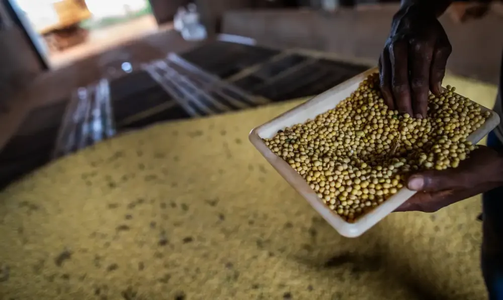 Sorriso, no MT, tem maior PIB agrícola do país; veja o ranking