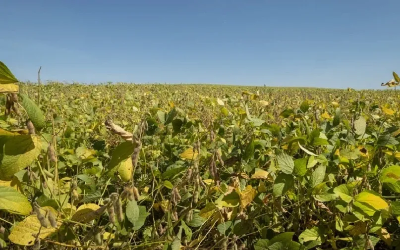 Com liderança do Mato Grosso, plantio da soja avança no Brasil — mas La Niña entra no radar