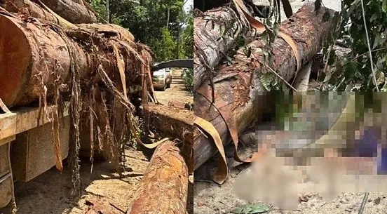 Jovem morre após ser atingido por tora de madeira em fazenda de MT
