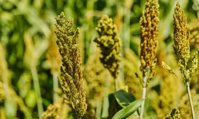 MT habilita 8 unidades para exportação de coproduto do etanol de milho e sorgo à China