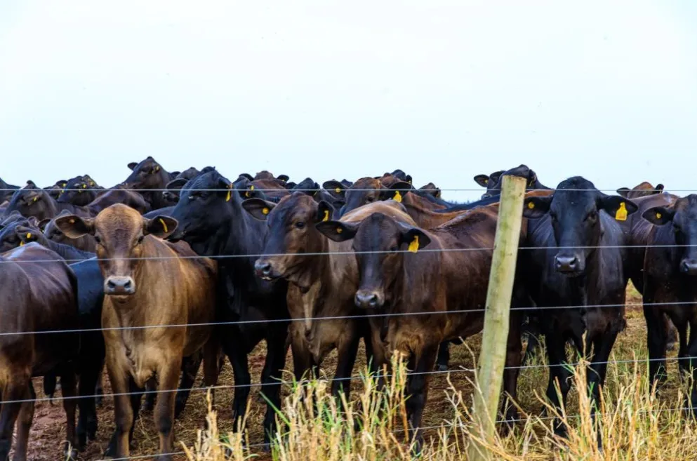Mato Grosso avança nas metas do Plano ABC+ e amplia práticas sustentáveis no campo