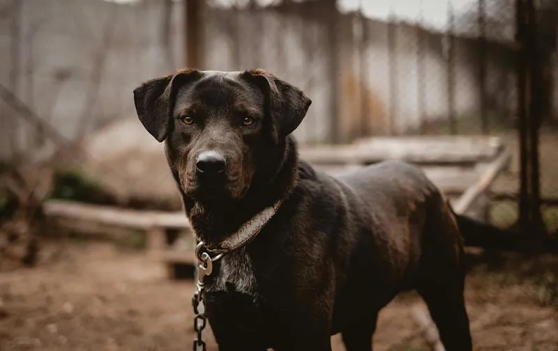 MT pode ter primeiro programa estruturado para amparar protetores de cães e gatos