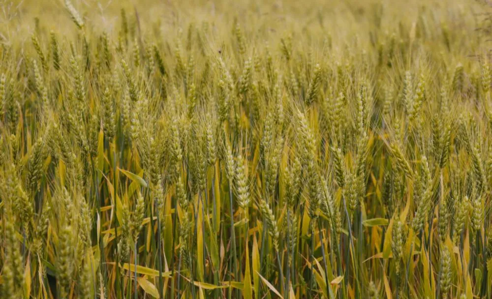 No acumulado até o terceiro trimestre, agro puxa crescimento da economia com alta de 11,6%