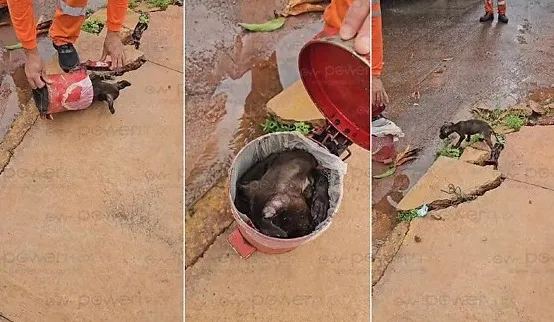 Garis resgatam cachorro ferido e debilitado jogado em lata de lixo