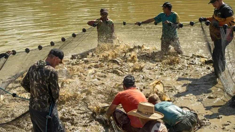 Pequena cidade do Nortão é destaque na produção de peixes em Mato Grosso