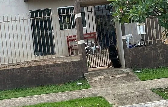 Cachorra é encontrada morta entre grades e caso revolta moradores