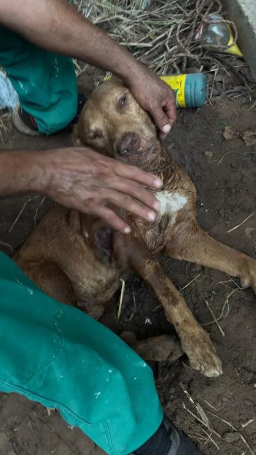 Pitbull é encontrado enterrado vivo em Cuiabá; mulher é presa e marido fugiu