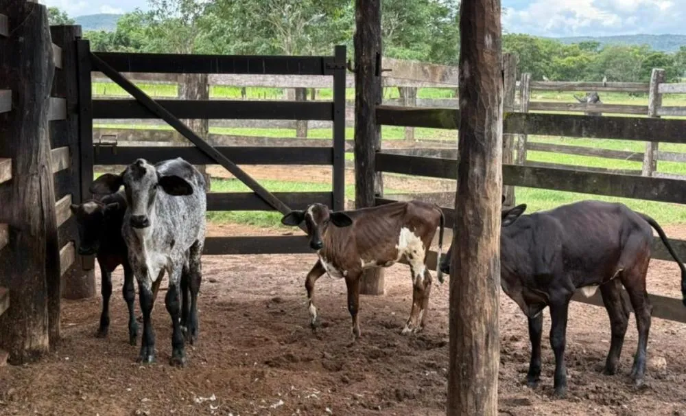 Tecnologia genética chega ao campo e impulsiona pecuária em MT