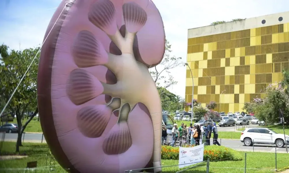 Dia Mundial do Rim: doenças renais são silenciosas e exigem atenção