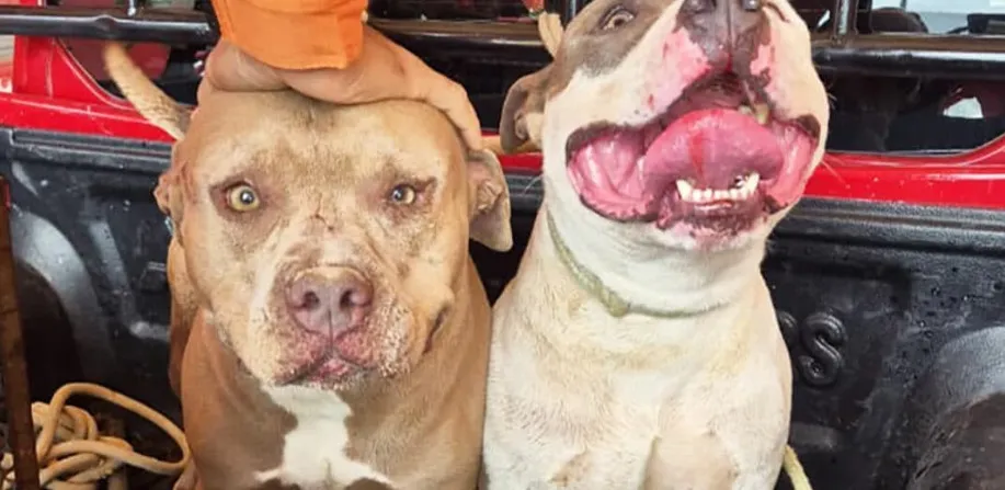 Bombeiros capturam pitbulls que mataram outro cão em Alta Floresta
