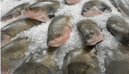 Venda de pescado com preço fixo começa hoje e contempla diversos pontos de Cuiabá