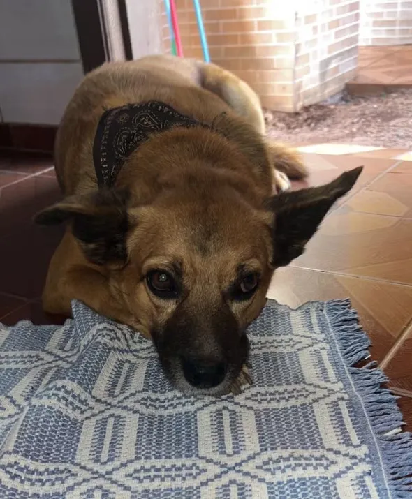 Jovem de 24 anos é preso suspeito de matar cachorro com espingarda de pressão em MT