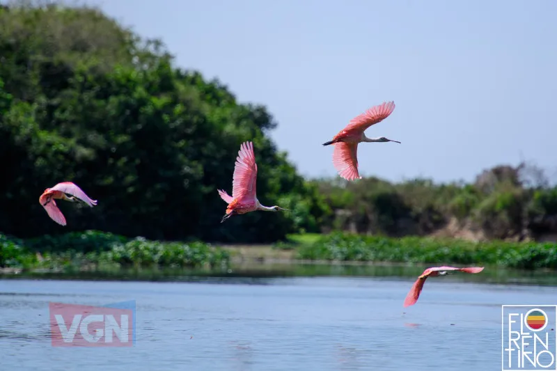 Pantanal ganha selo sustentável e marco legal de preservação